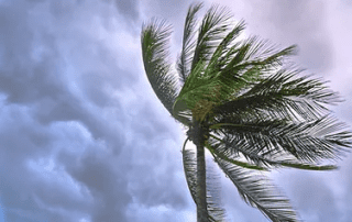 A palm tree sways under a stormy sky filled with gray clouds, conveying a sense of an impending storm or strong winds.