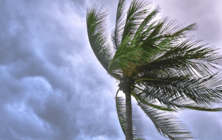 A lone palm tree bends in the wind against a backdrop of stormy, gray clouds showing hints of blue sky.