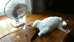 A white cat lies sprawled on the floor next to an oscillating fan, appearing to enjoy the breeze on a sunny day. the cat's leisurely pose suggests relaxation and comfort.